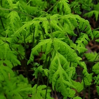 Gymnocarpium dryopteris
